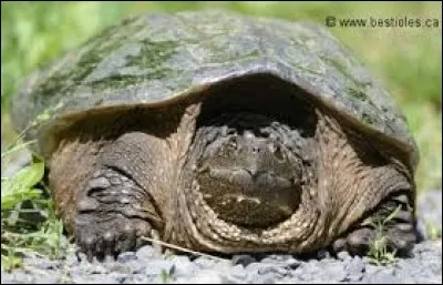 Comment s'appelle cette tortue ?