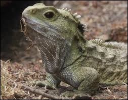 Quiz Reptiles