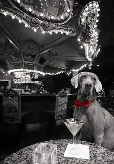 De quelle race est ce chien ?