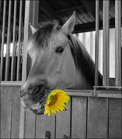 Dans la série "Lucky Luke", quel est le jeu préféré de Jolly Jumper ?