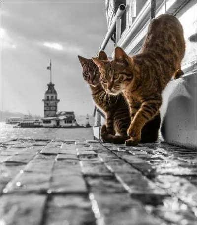 Où se cache le chat chez Garou ?