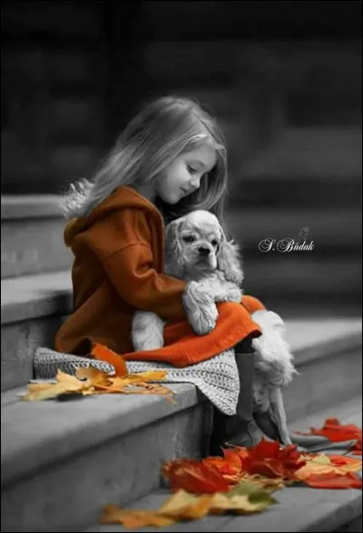 Ne comptez pas sur l'image, mais seulement sur votre mémoire pour trouver la réponse. Vous connaissez tous la chienne Lassie ! De quelle race est-elle ?