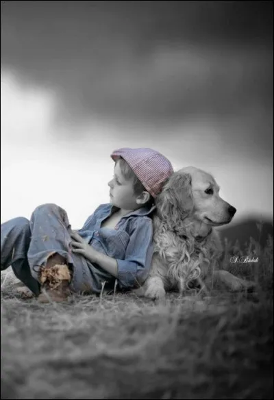 Dans les films animés relatant "Sans famille", Capi est un labrador, mais de quelle race, et de quelle couleur est-il dans l'histoire originale de l'écrivain Hector Malot ?