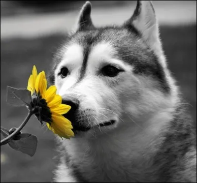 Qui a écrit Croc Blanc ?