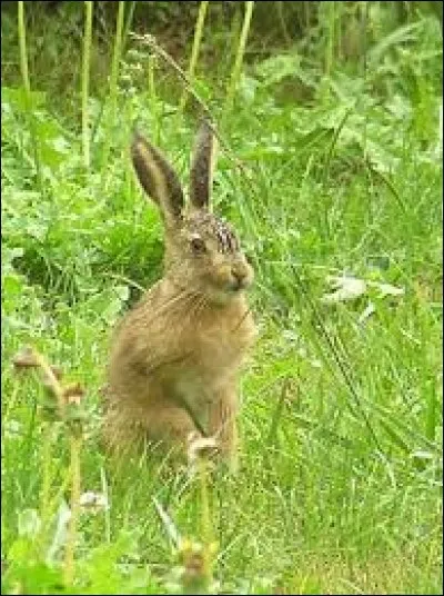 Comment dit-on ''lièvre'' ?