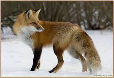 Queue de renard est l'autre nom du muflier.