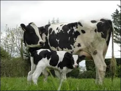 Cette vache, avec son petit veau, est une Prim'Holstein.