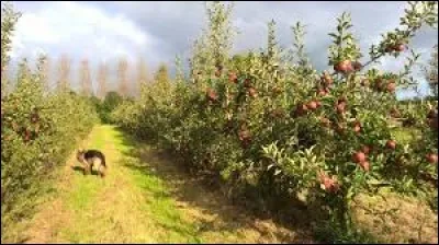 Un verger de pommiers porte le nom de pommeraie.