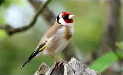 Le bréchet est un os faisant partie du squelette de la cage thoracique chez les oiseaux.
