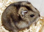 Quiz Le hamster nain russe