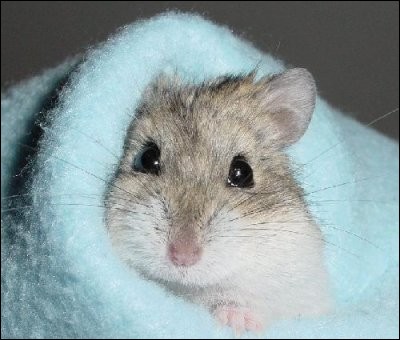 Est-ce un hamster nain russe ?