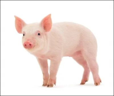 Comment dit-on "cochon" en anglais ?
