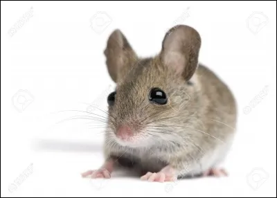 Comment dit-on "souris" en anglais ?