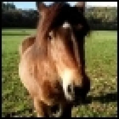 Comment dit-on "cheval" en anglais ?