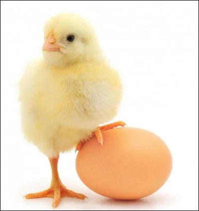 Comment dit-on "poussin" en anglais ?