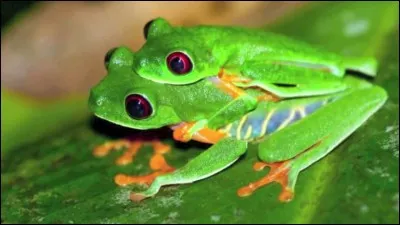 Comment dit-on "grenouille" en anglais ?