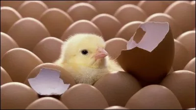 Le jaune de l'uf est le futur poussin.