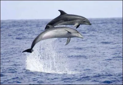 Le dauphin a des poumons.