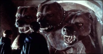 Comment s'appelle le chien à trois têtes de Hagrid (livre et film) ?