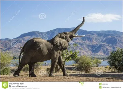 Combien pèse le pénis d'un éléphant adulte ?