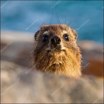 Le daman, petit écureuil, est le plus proche cousin des...