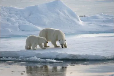 Grâce à quoi l'ours polaire résiste-t-il contre le froid ?