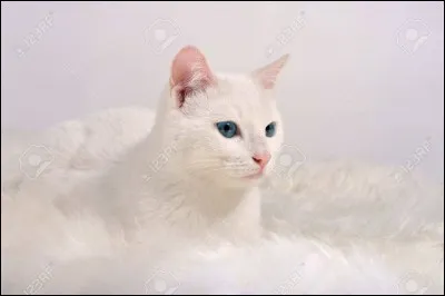 Comment s'appelle l'adorable "minoune" d'Aurélie ?