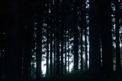 Tu es seul(e) dans une forêt.