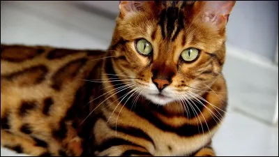 Quelle est la race de ce chat ?