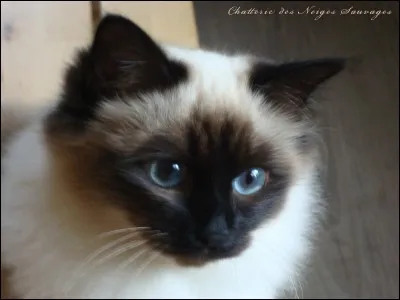 Quelle est la race de ce chat ?