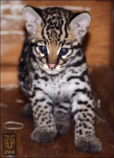 Quelle est la race de ce chat ?