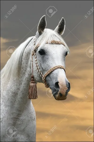 Comment s'appelle cette race de chevaux ?