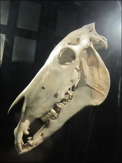 Quel âge avait le plus vieux cheval ?... ans