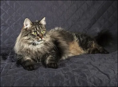 Aimes-tu les chats ?