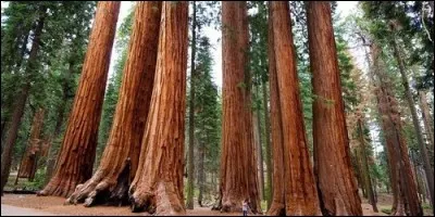 Quel est le record de vie des séquoias ?