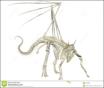 Comment surnomme-t-on les premiers dragons ?