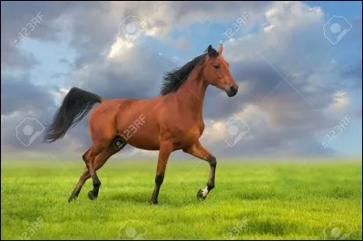 Quelle est la vitesse moyenne d'un cheval au trot ?