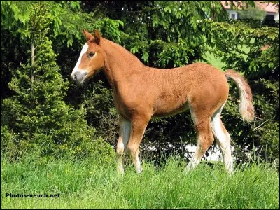 Vers quel âge le poulain commence-t-il à manger de l'herbe ?