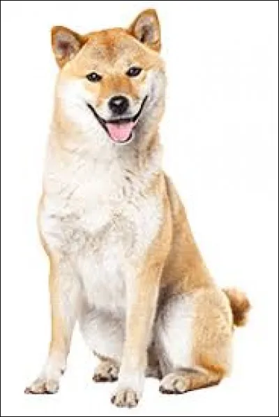 Combien de chiens sont recensés à Mumbai ?