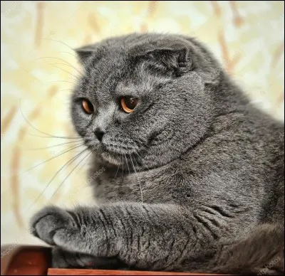 Comment s'appelle le chat ?