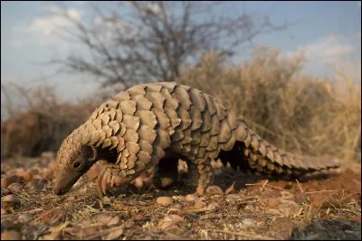 P comme pangolin. Où vit ce petit mammifère ?