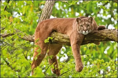 Assez simple, quelle est la dénomination latine du puma ?