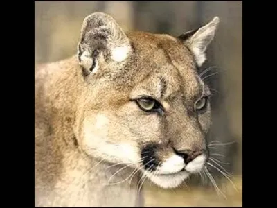 Ah oui, pour les tailles, quel est sa hauteur (c'est important quand même) ?