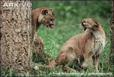 Combien de temps dure l'accouplement ?