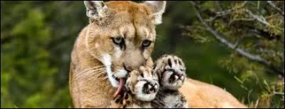 Les nouveaux-nés pèsent environ :