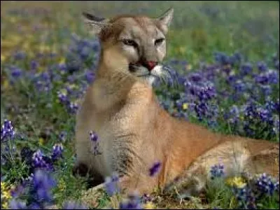 Cochez la proie ci-dessous que le puma ne chasse pas :