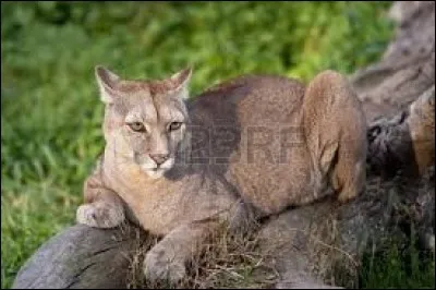 Et enfin, à la chasse, avec qui le puma fait-il concurrence ?