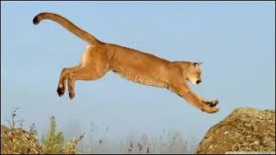 La hauteur, c'est bien, mais voyons la longueur ...