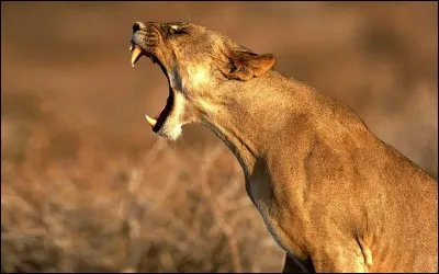 Le puma ne rugit pas, il miaule et ronronne.
Pourquoi ?