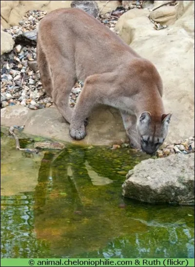 Voyons ses sens à présent. Quel est le sens le plus développé, chez le puma ?